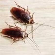 ΑΠΟΛΥΜΑΝΣΕΙΣ ΑΠΕΝΤΟΜΩΣΕΙΣ ΜΥΟΚΤΟΝΙΕΣ ΧΗΜΙΚΟΣ ΗΡΑΚΛΕΙΟ ΚΡΗΤΗ ΒΑΣΙΛΕΙΟΥ ΒΑΣΙΛΕΙΟΣ