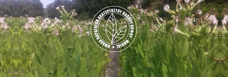 ΑΚΑΤΕΡΓΑΣΤΟΣ ΚΑΠΝΟΣ Α.Κ.Σ. ΛΟΦΟΥ ΜΗΛΙΑΣ ΛΟΦΟΣ ΚΑΤΕΡΙΝΗ ΠΙΕΡΙΑ ΣΑΒΒΑΣ ΒΑΣΙΛΗΣ