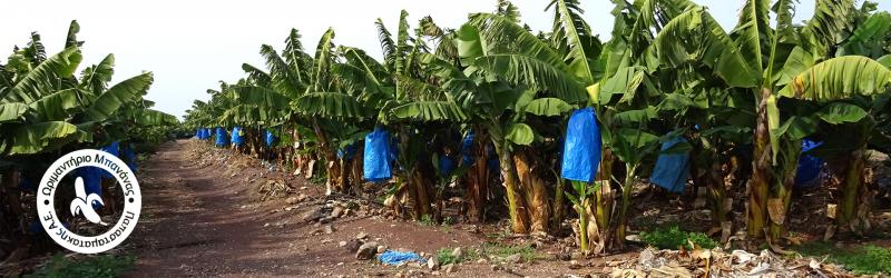 ΩΡΙΜΑΝΤΗΡΙΟ ΜΠΑΝΑΝΑΣ ΘΕΣΗ ΠΥΡΙΤΣΑ ΘΕΣΣΑΛΟΝΙΚΗ ΠΑΠΑΣΤΑΜΑΤΑΚΗΣ ΑΕ